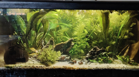 aquarium Aqualis jardin