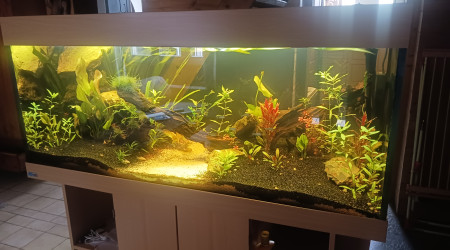 aquarium Olivier