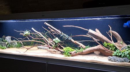 aquarium 700L Amazonien