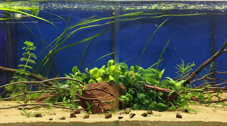 aquarium 160L Américain
