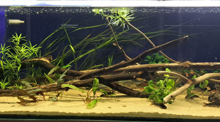 aquarium 160L Amazonien