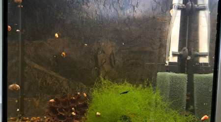 aquarium 30L Neocaridina blue velvet