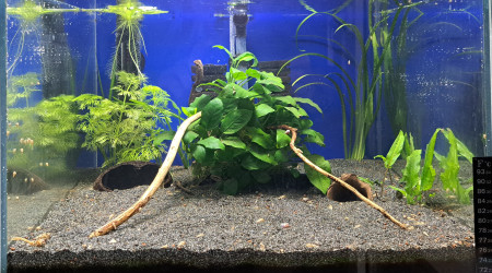 aquarium 50L Apistogramma Agassizii