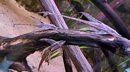 aquarium 90L Sturisoma aureum