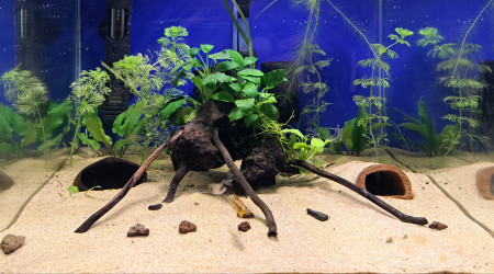 aquarium 50L alevins Apistogramma cacatuoides