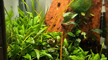 aquarium 25L Neocaridina yellow neon
