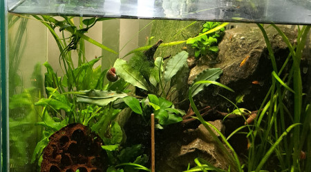 aquarium 25L Neocaridina orange sakura