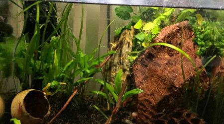 aquarium 25L Neocaridina red sakura