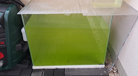 aquarium 40L eau verte pour bestioles zooplancton