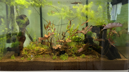 aquarium Scape asiatique