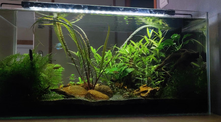 aquarium Mare asiatique