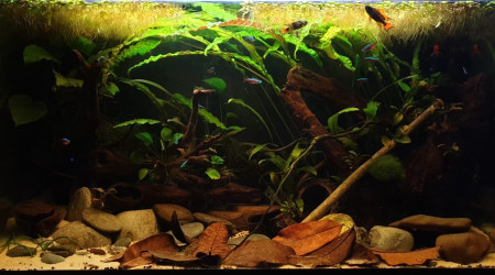 aquarium 120L
