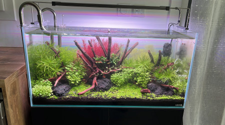aquarium Le pemier