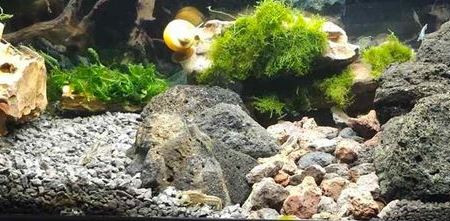 aquarium Elevage Ecrevisses naines Cambarellus texanus