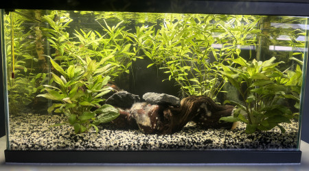 aquarium Aqua