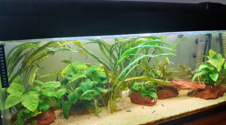 aquarium bac amazonien