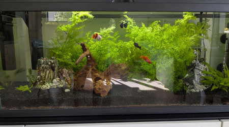 aquarium Aquarium 80L