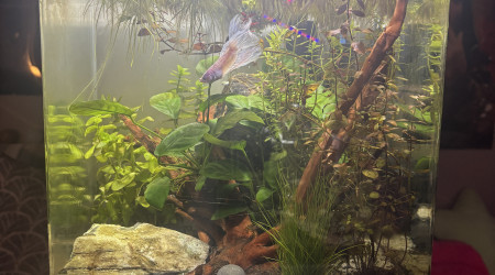 aquarium Nano cube Dennerle 30