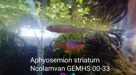 aquarium 324 01 Jeune Couple  Aphyosemion striatum  Ncolamvan GEMHS 00-33