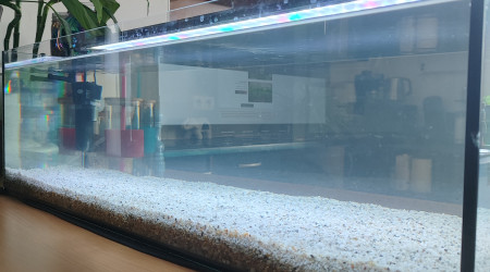 aquarium Aqua plante