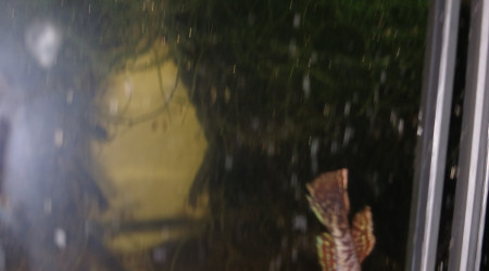 aquarium 241 01 Couple Scriptaphyosemion geryi  Dindéfello OMSEN-21
