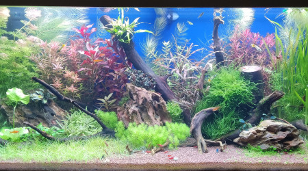 aquarium Juwel Rio 180