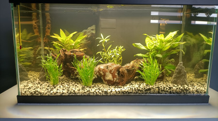 aquarium Aqua