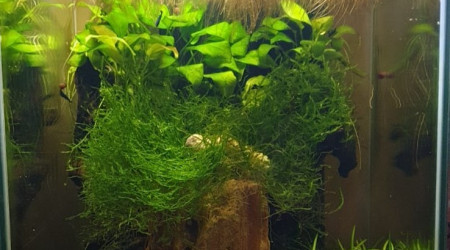 aquarium 30L