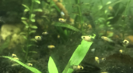 aquarium Aquarium de reproduction