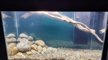 aquarium Malawi