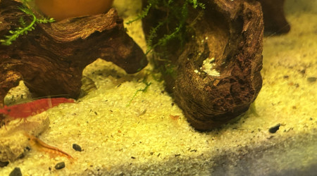 Nouvelles naissances