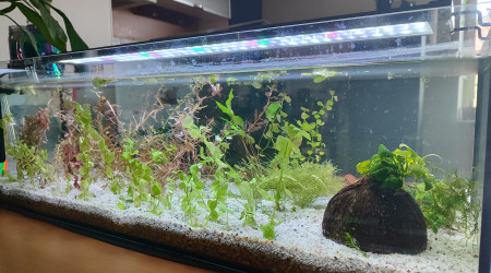 aquarium Aqua plante
