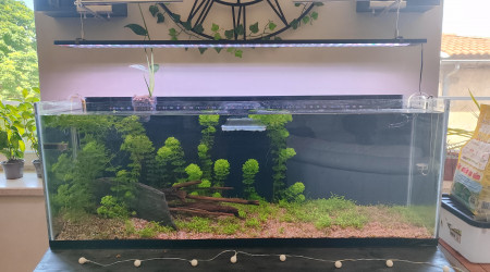 aquarium Projet Malawi
