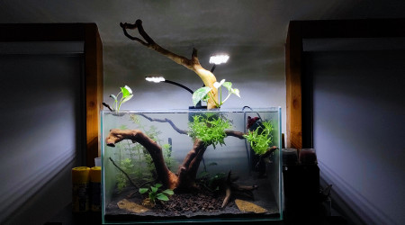 aquarium Betta paradise