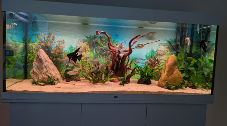 aquarium 450l