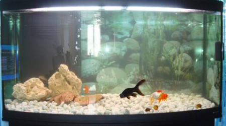 aquarium spécifique poisson