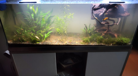 aquarium Mollys et crevettes