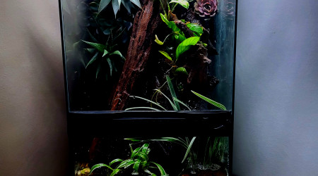 aquarium Paludarium