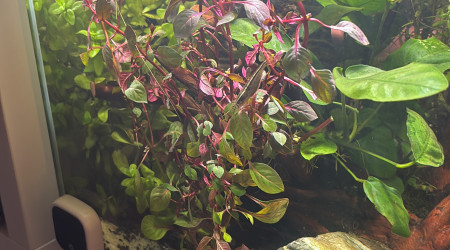 Ajout d’une nouvelle plante pour ajouter un peu de couleurs