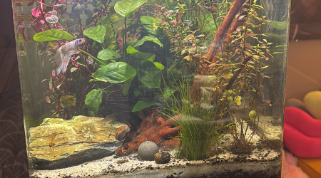 aquarium Nano cube Dennerle 30 Snow