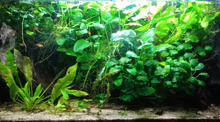 aquarium Bac jungle