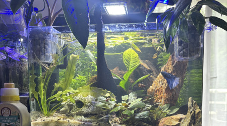aquarium Scaper s tank Dennerle 35 Bloom
