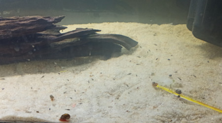 Andinoacaras Pulcher