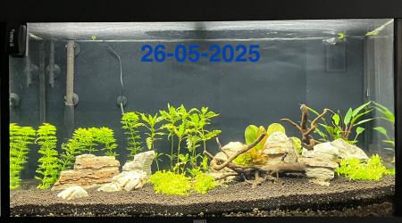aquarium fred