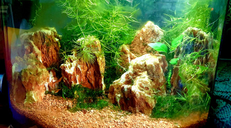 aquarium Rasbo