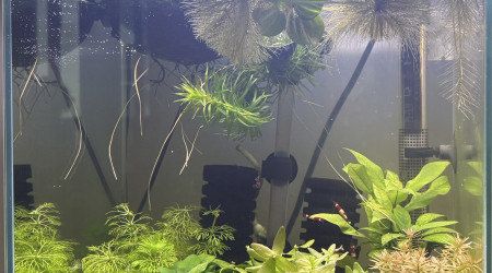 aquarium Caridina world