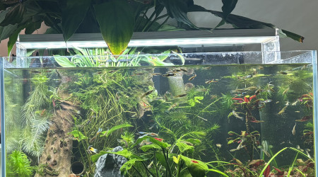 aquarium shrimp and guppy endler