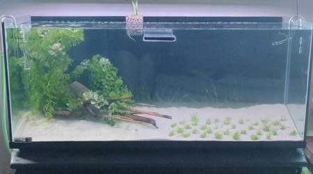 aquarium Projet Malawi