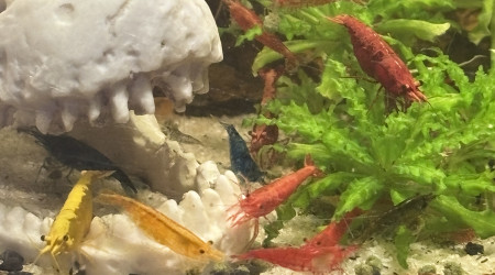 Les neocaridina en plein repas