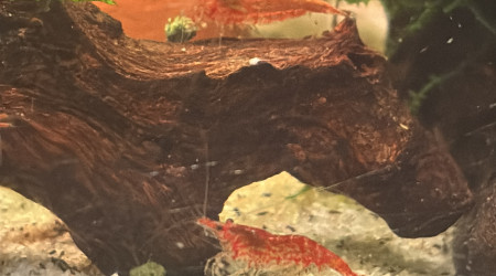 La portée des ado légèrement tigrées